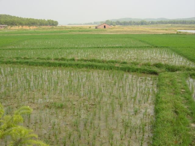 Rice paddies, with confluence near water at top right