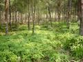 #2: Pine plantation, with ferns lining forest floor