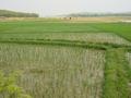 #5: Rice paddies, with confluence near water at top right