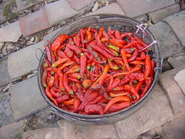 Chillies left out to dry on roof in Dongshao