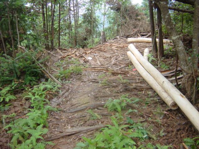 Hilltop clearing, where cleaned logs are pushed over precipice (top centre)