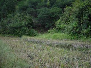 #1: Confluence in top centre of photo in small plantation of trees; recently harvested rice paddies in foreground