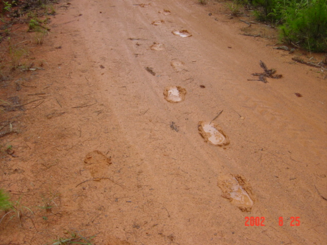 With every step, another layer of mud stuck to my thongs, making them progressively heavier and heavier.