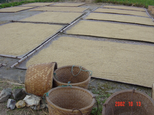 Freshly harvested rice, spread out on bamboo mats to dry in the sun.