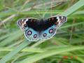 #10: Exquisitely coloured butterfly.