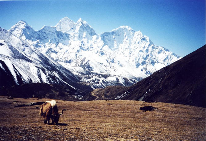 Yak and Ama Dablam