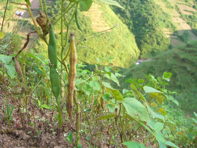 The magic confluence beans at the center of 28N 103E.