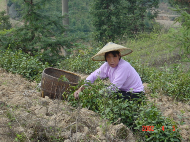 Picking tea