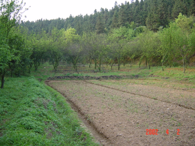 Small orchard behind the farmhouse