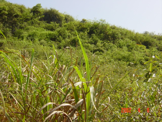 Facing south - confluence in amongst the dense foliage