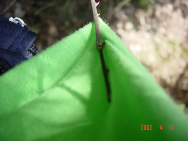 Nasty back-pointing thorns were a constant menace