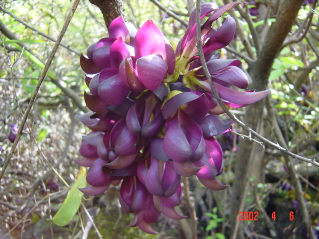 Beautiful large flower