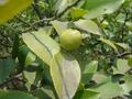 #9: Fruit of tea tree