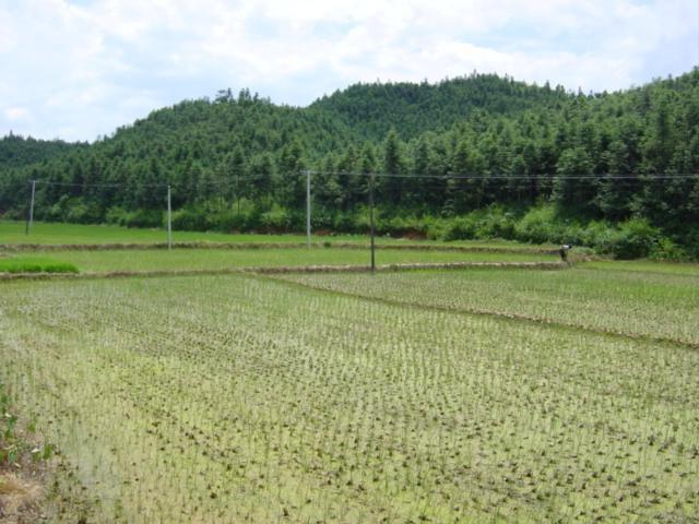 Cultivated valley, with confluence located a dozen metres into forest on opposite side, centre of photo
