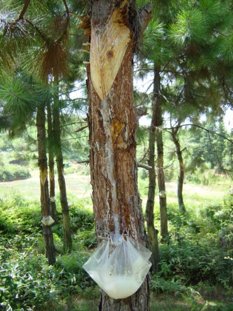 Collecting pine sap