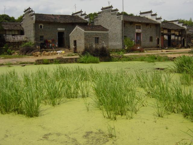 Village of Xintian, with duckweed-covered pond in foreground