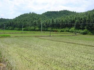 #1: Cultivated valley, with confluence located a dozen metres into forest on opposite side, centre of photo