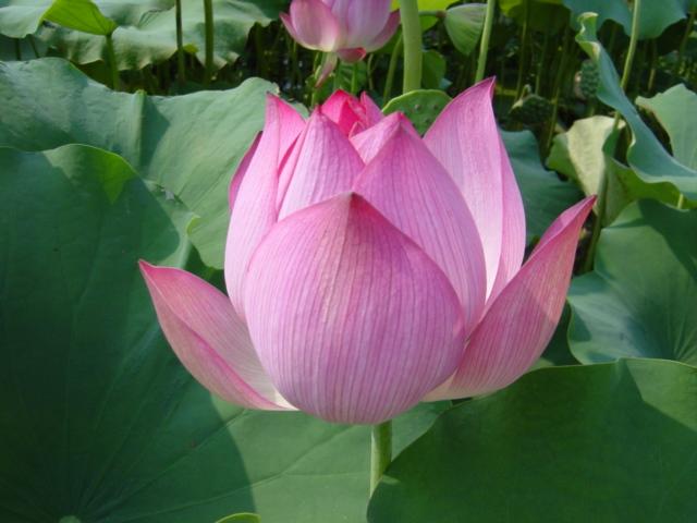 Lotus flower