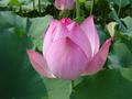#2: Lotus flower
