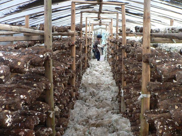 Mushrooms being harvested