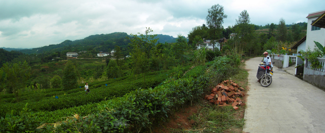 Xiao Pang on right at one of the many tea plantations