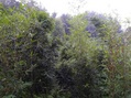 #4: West