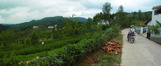 #7: Xiao Pang on right at one of the many tea plantations