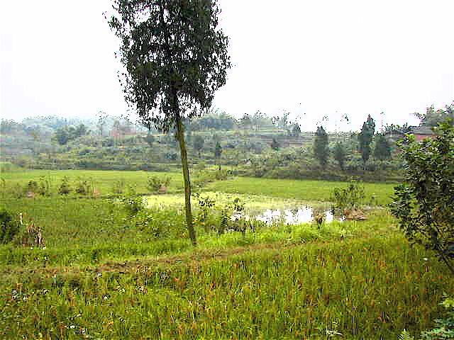 Looking West from the confluence