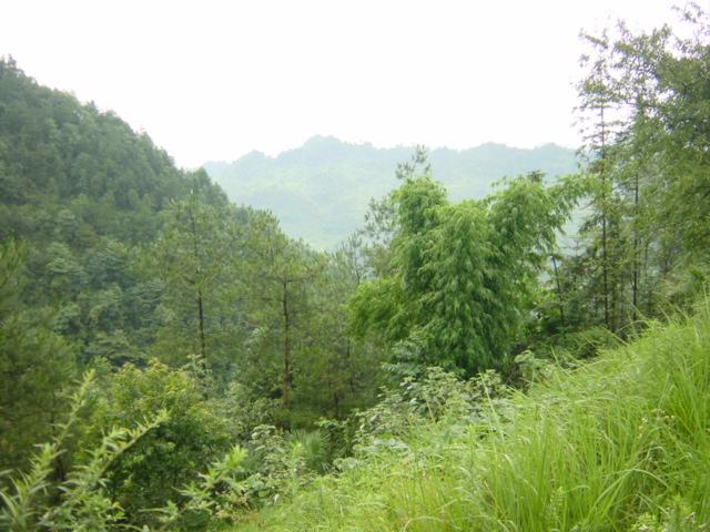 View looking west from the confluence point