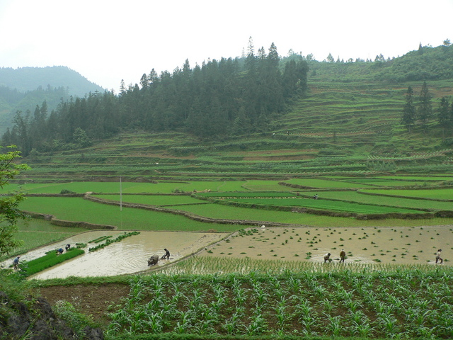 Peasants planting rice; the confluence 750 metres SE on the other side of the hill.