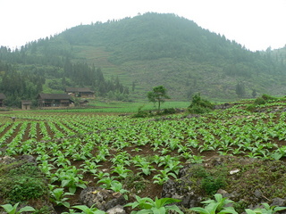 #1: Looking east, with part of Shuānglián village visible on the left.