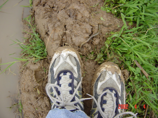 Precariuosly balanced on a mud bank, jockeying for position with an earthworm