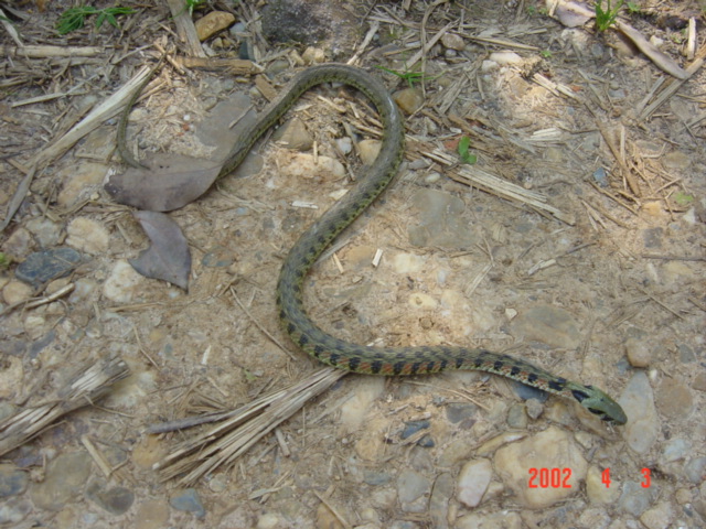 Snake on path