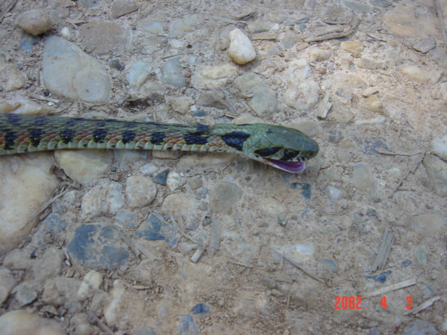 Close-up of snake on path