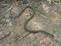 #7: Snake on path