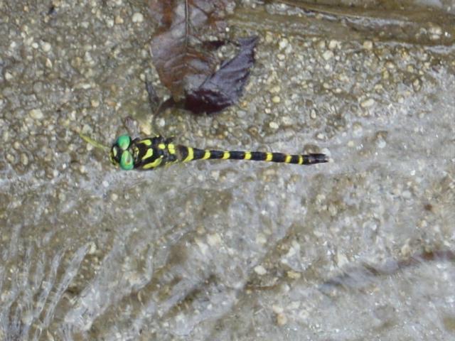 Huge, brilliantly coloured dragonfly, hovering motionless while laying eggs