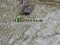 #6: Huge, brilliantly coloured dragonfly, hovering motionless while laying eggs