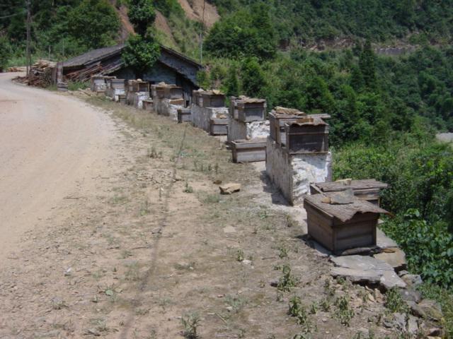 Beehives on road to Maozhushan