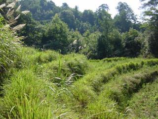 #1: Confluence located in forest beyond disused paddy fields