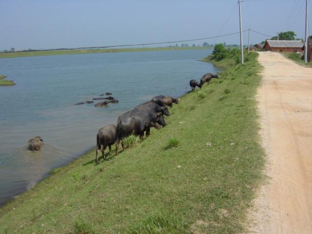 Dirt road running alongside waterway