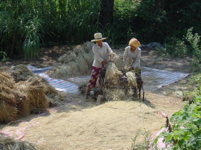 Women using power-driven threshing-machine to thresh rice