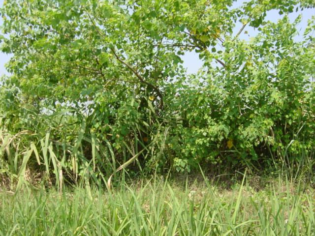 Facing west, with bushes growing alongside a small irrigation ditch