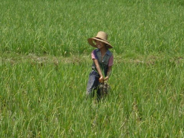 Pulling up rice plants from fields that have become too congested