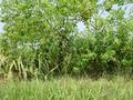 #7: Facing west, with bushes growing alongside a small irrigation ditch