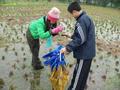 #6: Liu Zifeng (left) and Xu Hui balancing on tufts of rice stalks in the flooded paddy in order to get all the zeroes