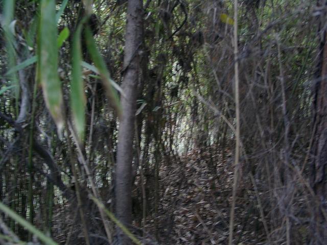 A gap in the bush which can be passed by only one person