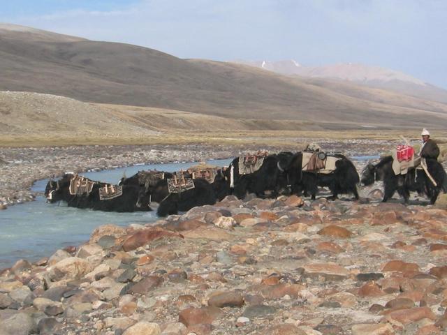 A nomad guides his yak across a stream