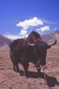 #5: yak