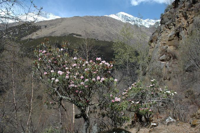 Wild Azalea - on the slope leading toward the CP