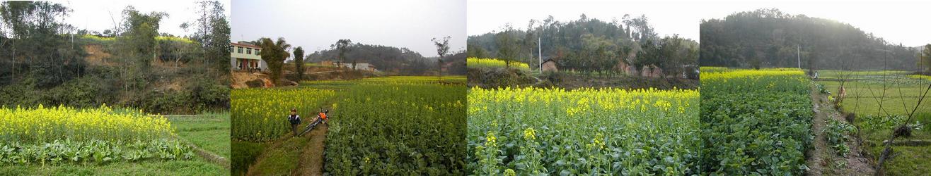 From the confluence point looking north, east south and west / 交汇点以北、以东、以南及以西的风景